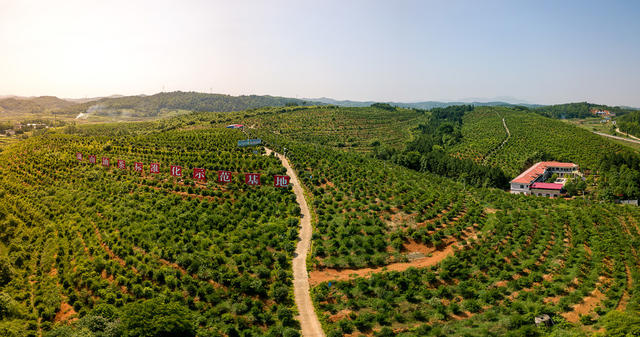 邵阳县 塘坪村 油茶 示范基地