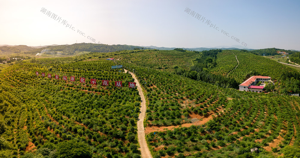 邵阳县 塘坪村 油茶 示范基地