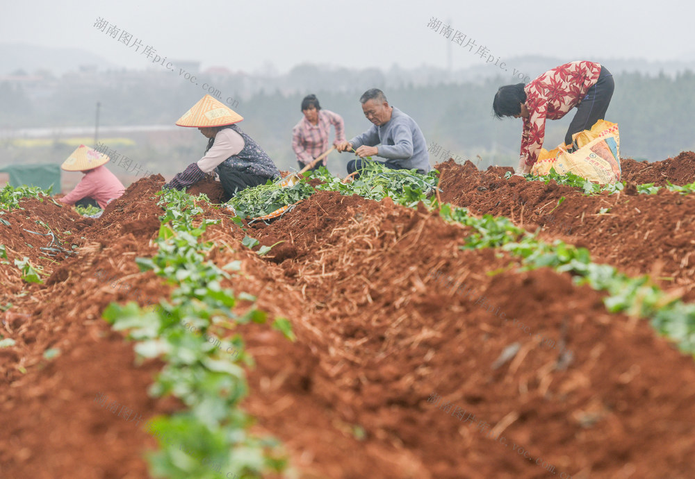 2026年3月17日，湖南省永州市道县祥霖铺镇秀水洞村，农民在栽种红薯苗。蒋克青摄影