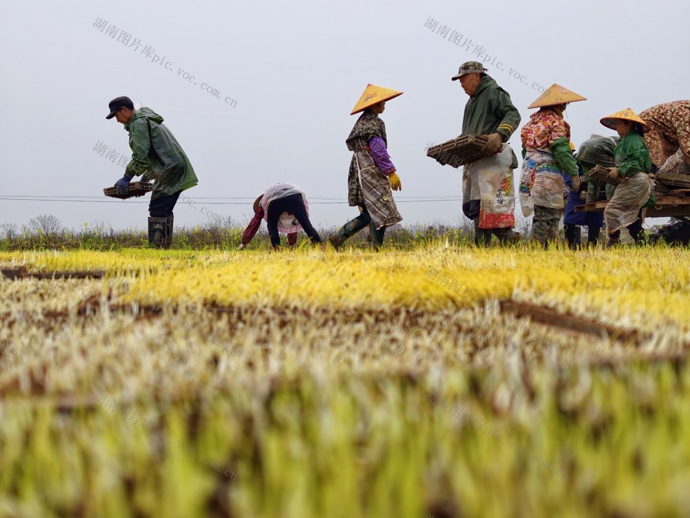 常德 桃源 木塘垸镇 早稻 育秧