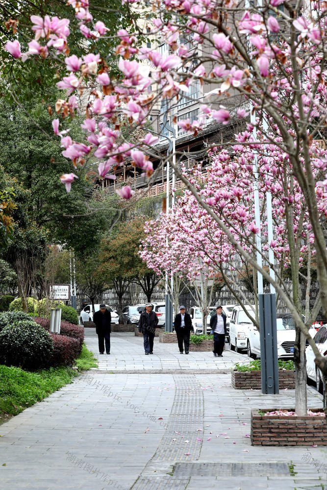 玉兰 吉首  吉凤 交相辉映  行人 春天  靓丽 风景 美丽