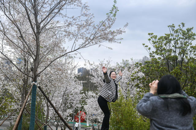 娄底 樱花 春日 赏花 公园