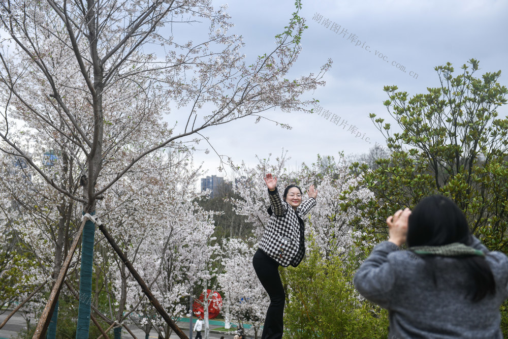娄底 樱花 春日 赏花 公园