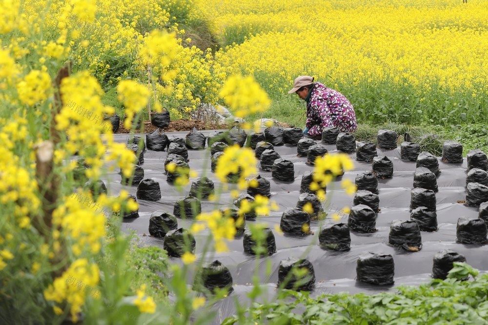春分 吉首 土家族 乾州 乾州 西门口 甘蔗 菜苔 葛粉 天间地头 忙碌 农业 种葛