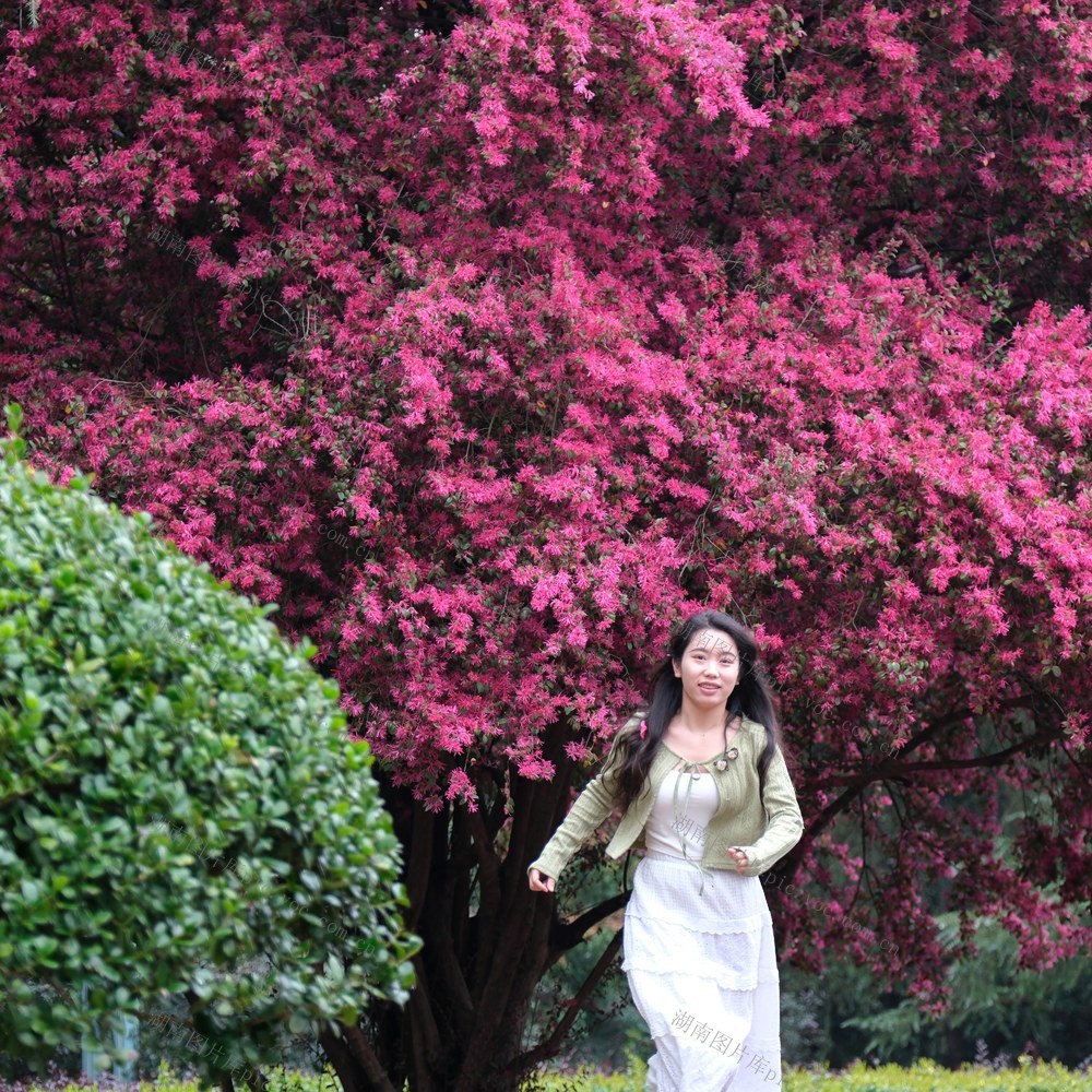 红花檵木，湖南烈士公园