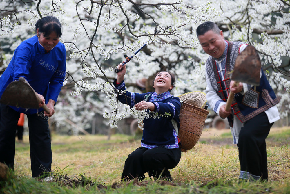 人勤春早 果园 花开满枝头 果农忙碌 乡村春管图

