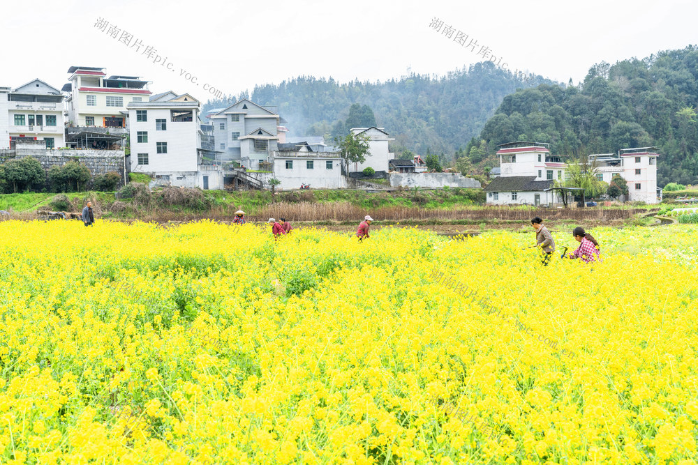 春分至   农事忙   整理农田