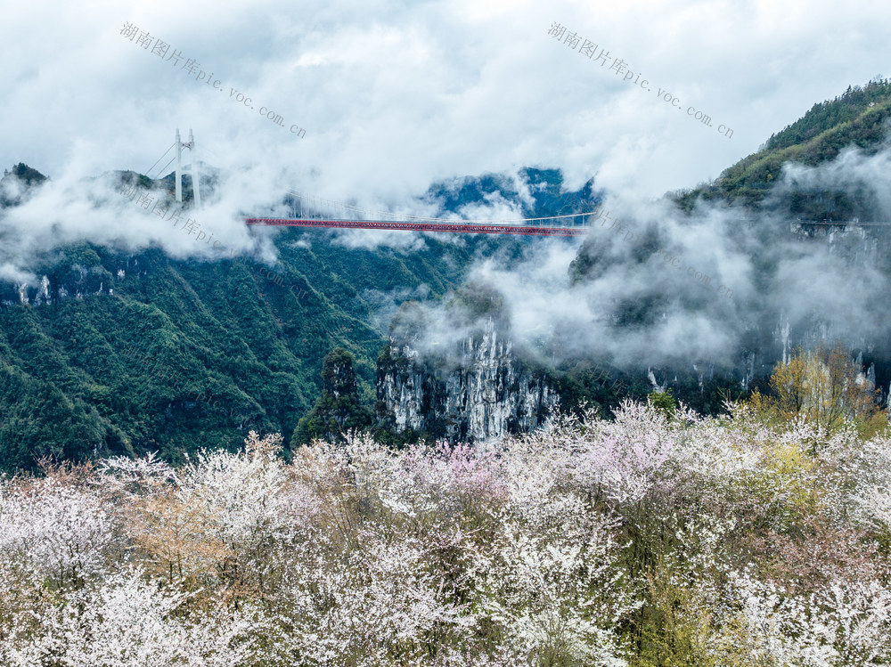 灵动 云海 矮寨大桥 德夯大峡谷