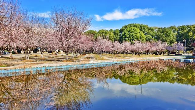 春天  鲜花  红叶李  美人梅  踏春  校园