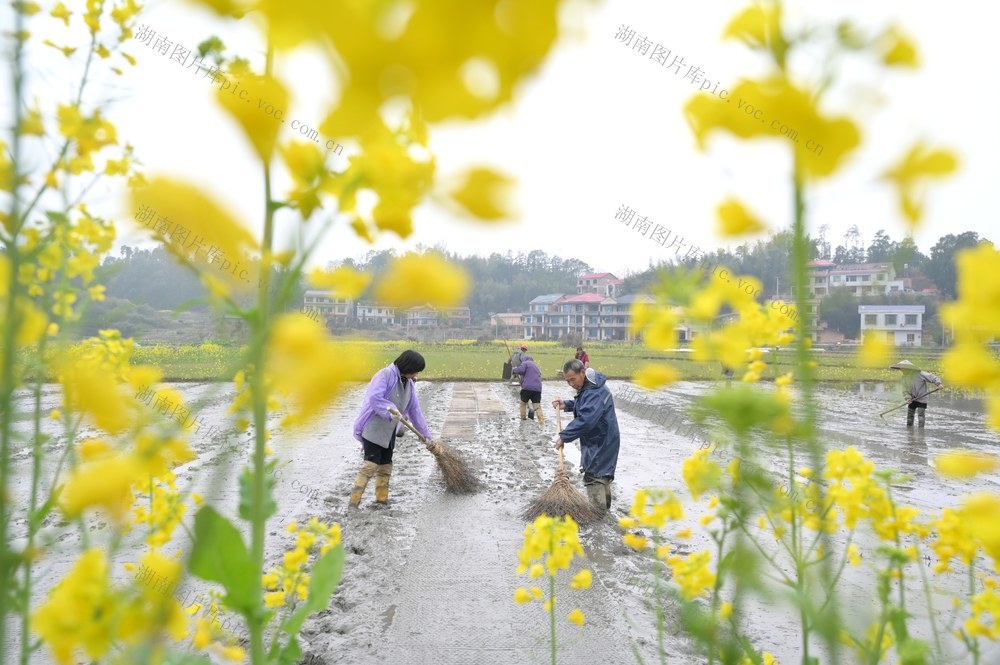 春耕  播种  春分  粮食生产  育秧