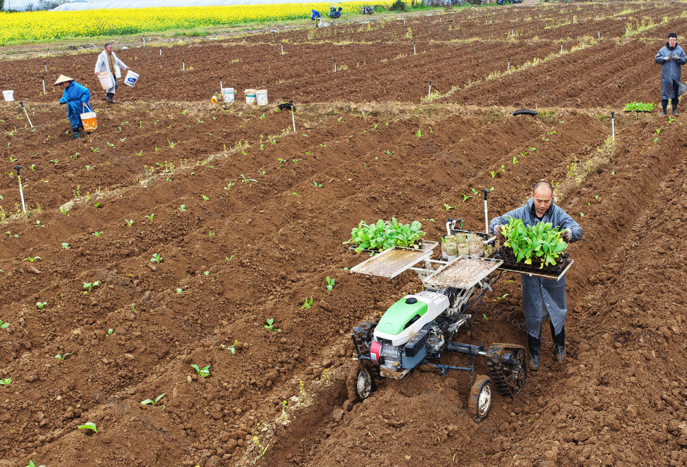 嘉禾：春分至 农事忙