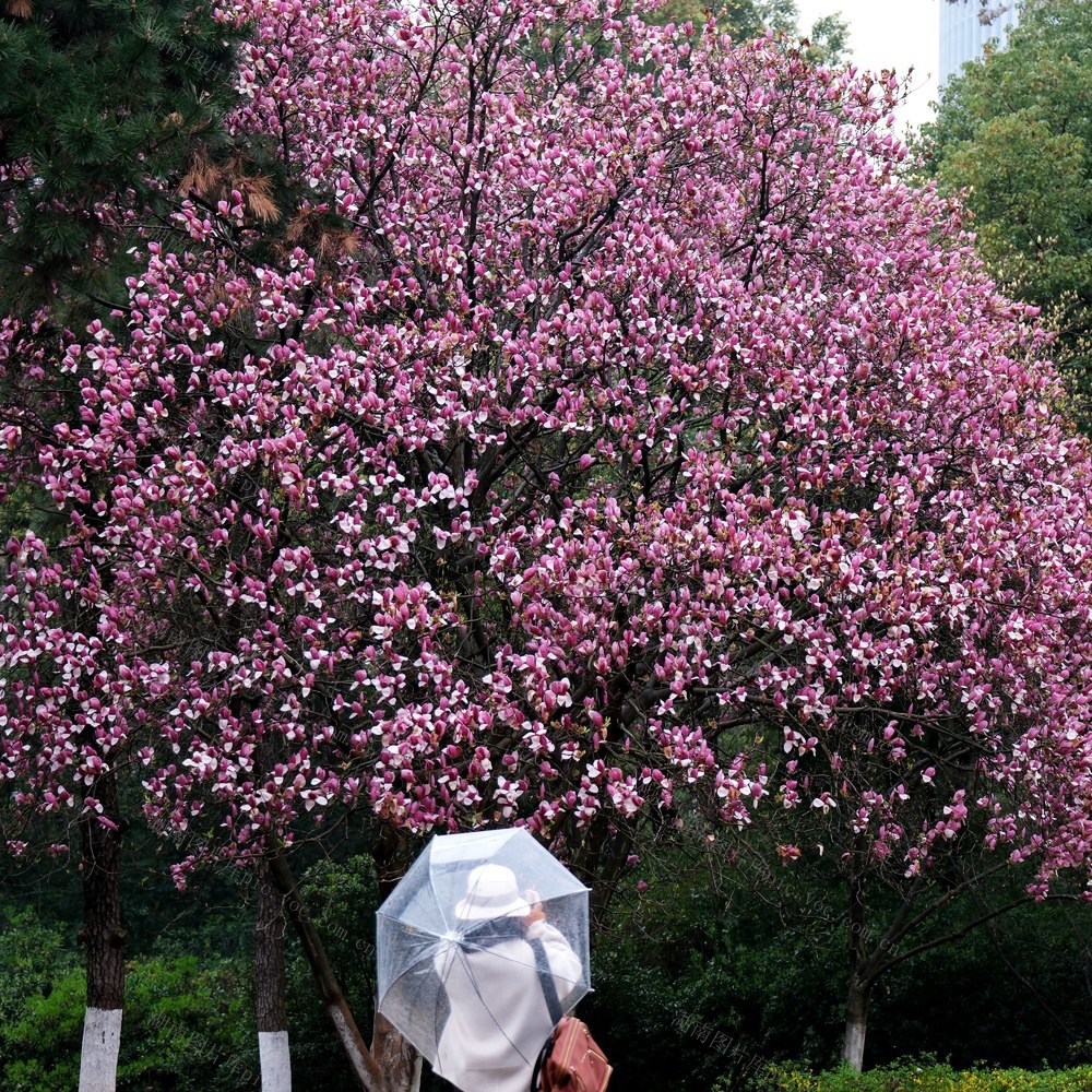 玉兰绽放，湖南烈士公园