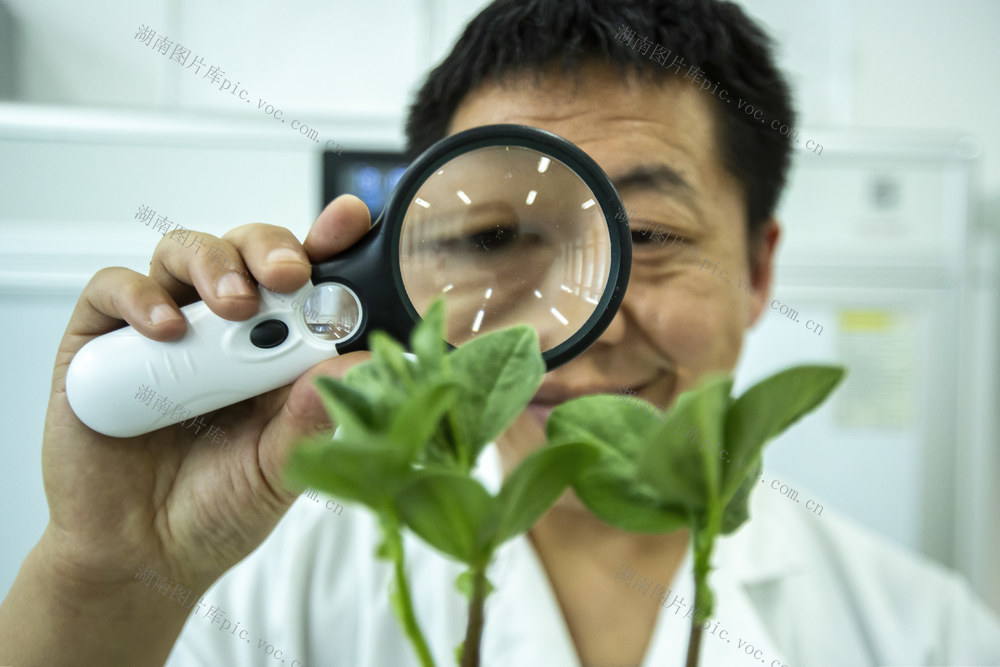 实验室，恒温箱，大学生，副教授，生物技术，生命科学，安阳工学院，生物与食品工程，昆虫分子生态学