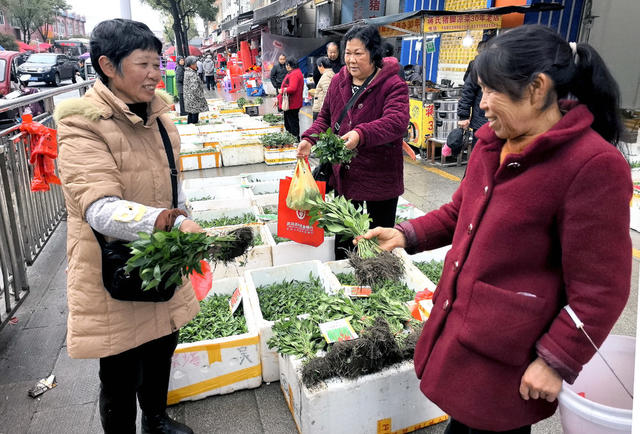 辣椒     秧苗     产供销     乡村