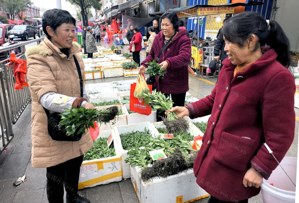 辣椒     秧苗     产供销     乡村