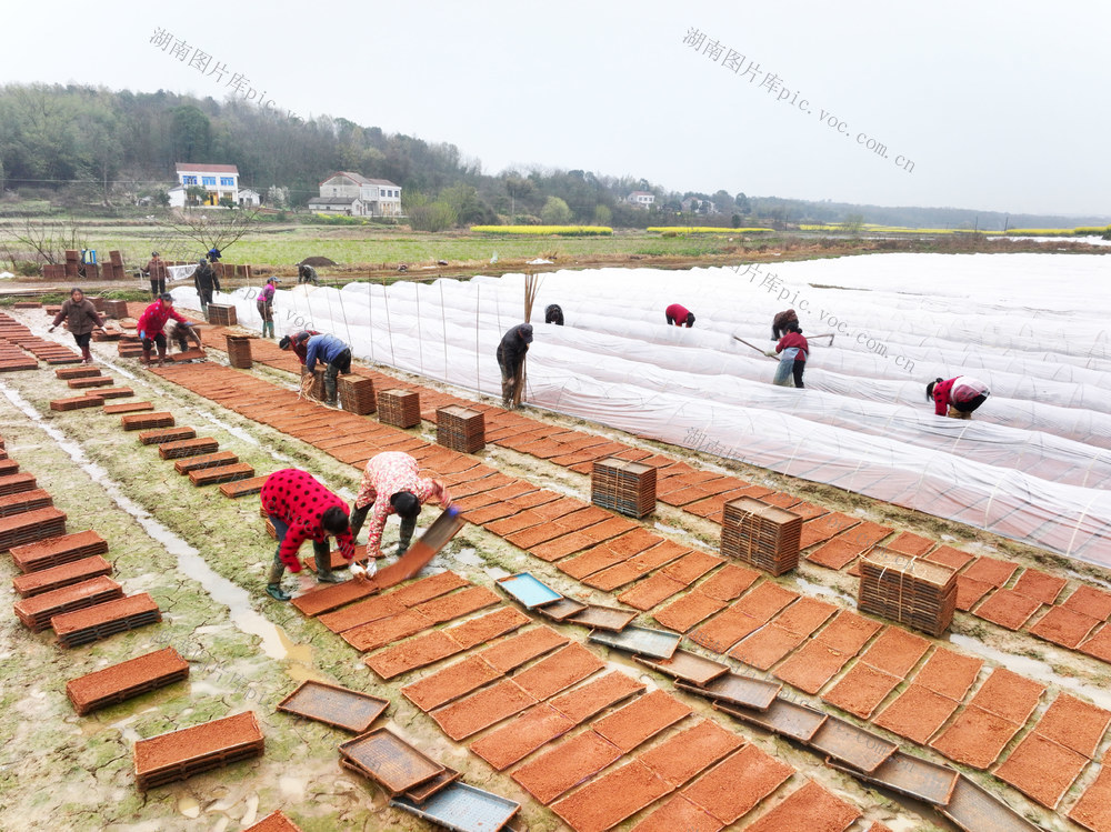 经济  农业  春耕  早稻  育秧  