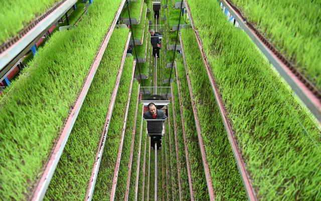 育秧，水稻，智能化，工厂，春耕备耕，秧苗，粮食，生产，质量，种粮，机械化，农业，早稻