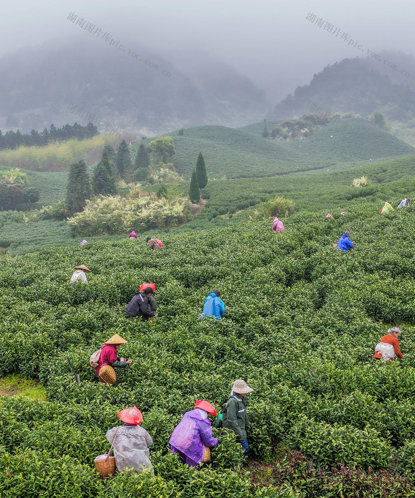 湖南江华；春分采春茶