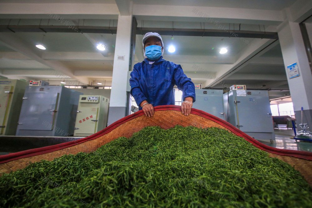 湖南，龙山，春茶，采摘，茶农，抢鲜，市场