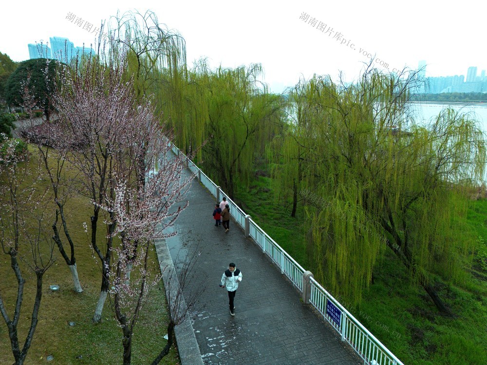 湘江两岸，春色怡人