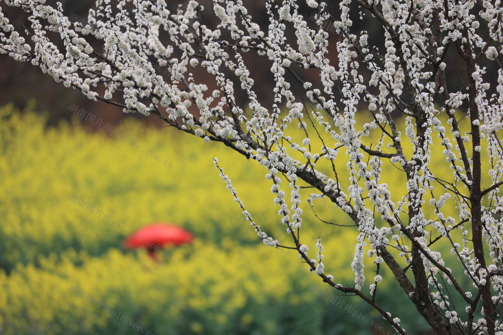 湖南，龙山，山乡，春光，春花，行人，小道