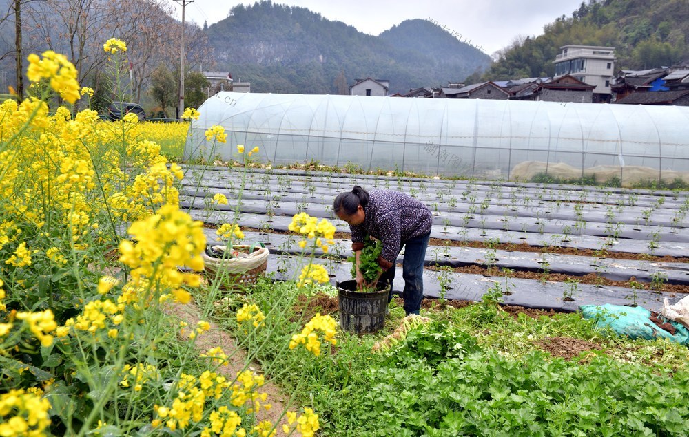 春分 农民 春收  春耕 
