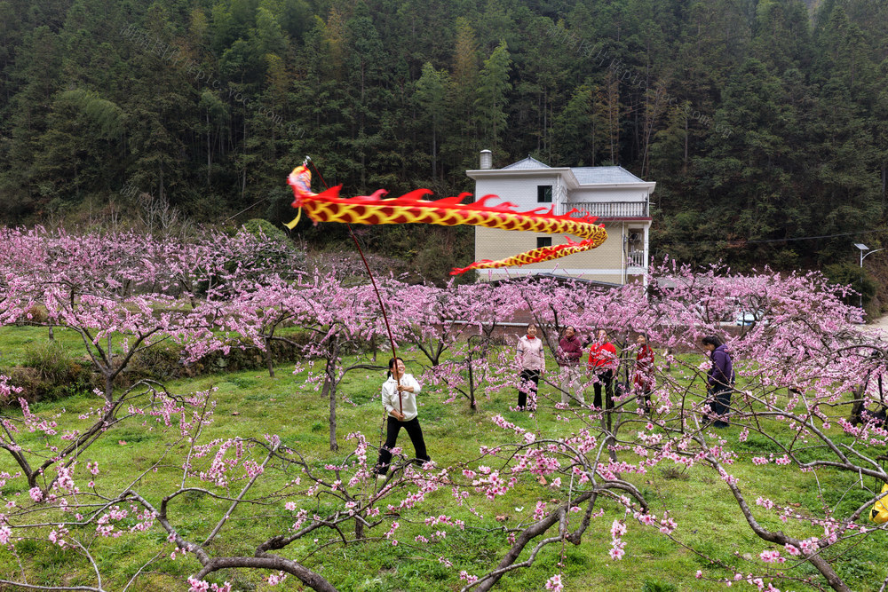 湖南桂东 二月二 龙抬头 舞龙祈福 锦绣黄桃基地 村民
