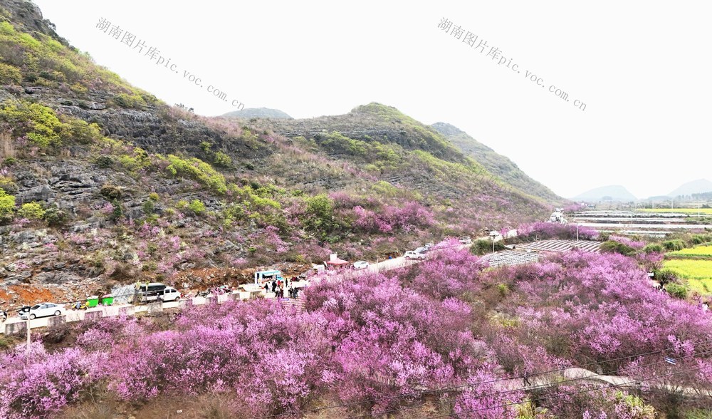 春光美  引游人