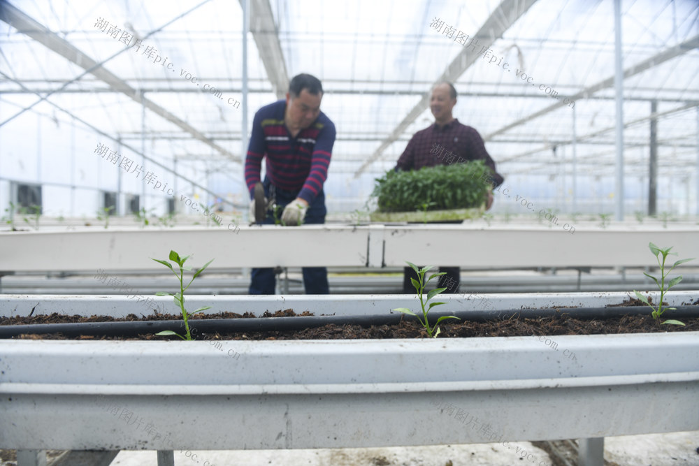 娄底 辣椒 春分 春播 春管 智慧农业