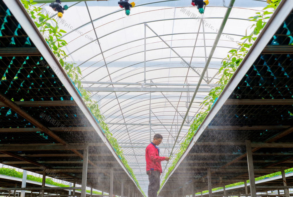 嘉禾·：智能育苗助增收