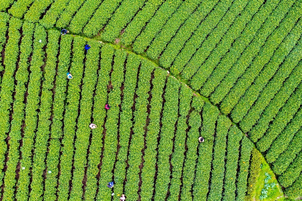 产业  茶叶  吉首  春天  春茶