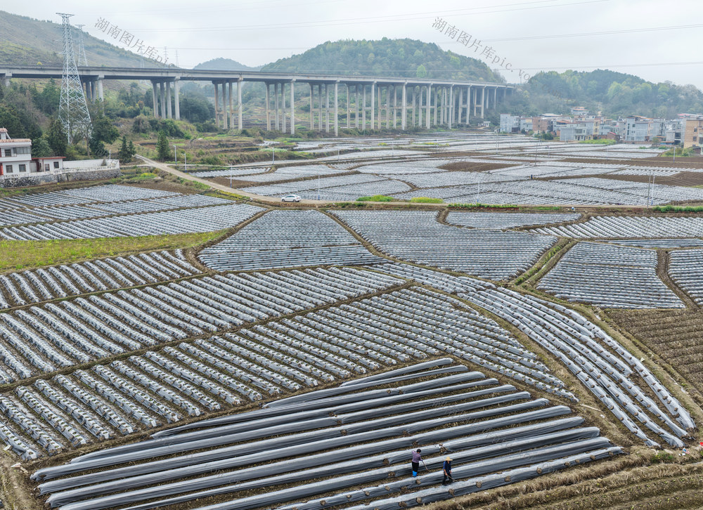 蓝山： 农田披银装