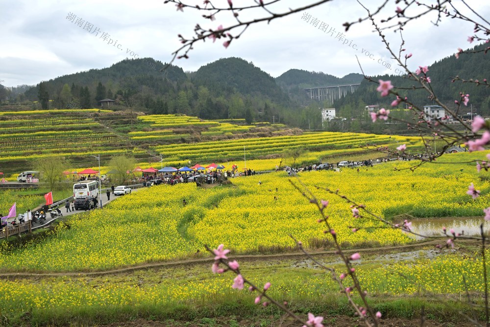经济,文化,旅游,油菜花节,乡村游,,乡村振兴,,春日