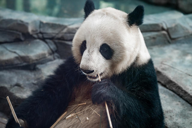 熊猫悠闲啃食竹子 大熊猫 动物 熊猫 哺乳动物 野生动物 憨态可掬 动物世界 岳阳大熊猫 岳阳熊猫苑 憨态可掬的大熊猫 熊猫吃竹子