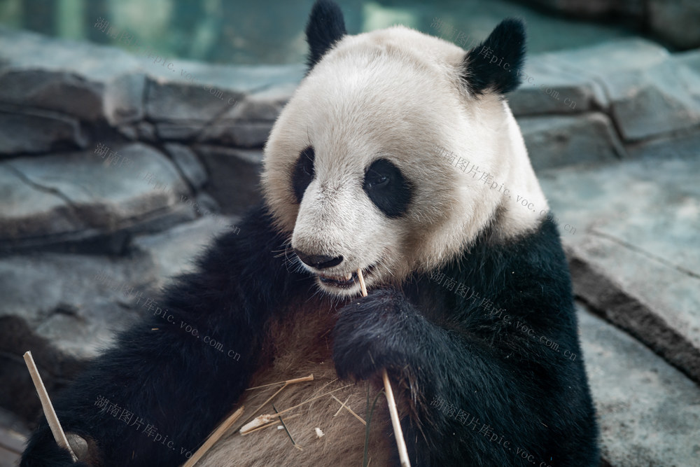 熊猫悠闲啃食竹子 大熊猫 动物 熊猫 哺乳动物 野生动物 憨态可掬 动物世界 岳阳大熊猫 岳阳熊猫苑 憨态可掬的大熊猫 熊猫吃竹子