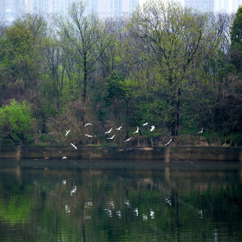 花红柳绿，湘江风光带