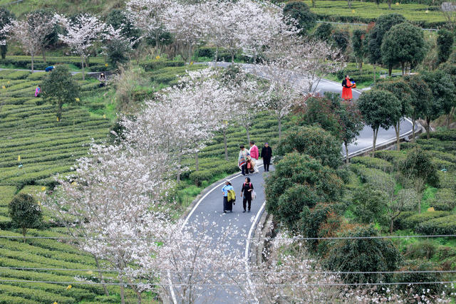 湖南，龙山，茶业，旅游，融合，发展，金山银山