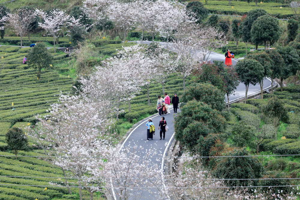 湖南，龙山，茶业，旅游，融合，发展，金山银山