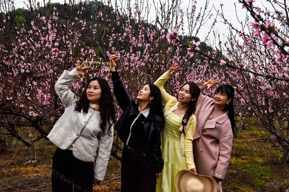 沙坪桃花开 游客踏春来