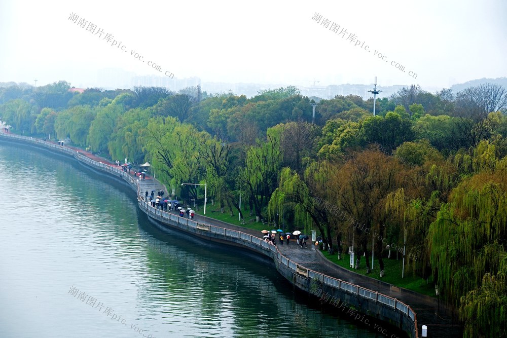 橘子洲景区，春意盎然