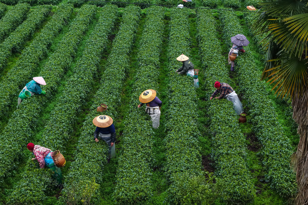 春茶、采茶、茶叶、春天、农事