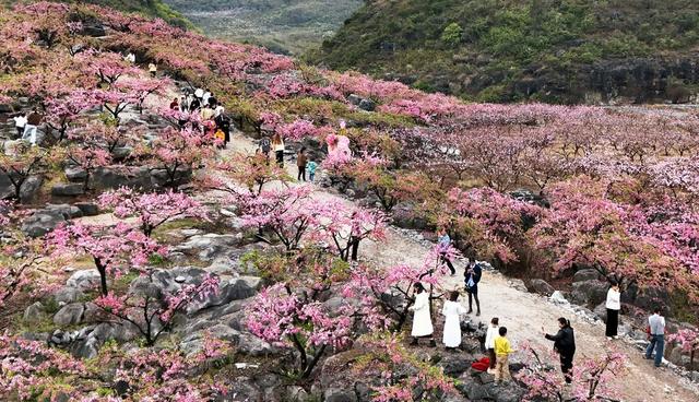  山崖十里桃花  带火乡村旅游
