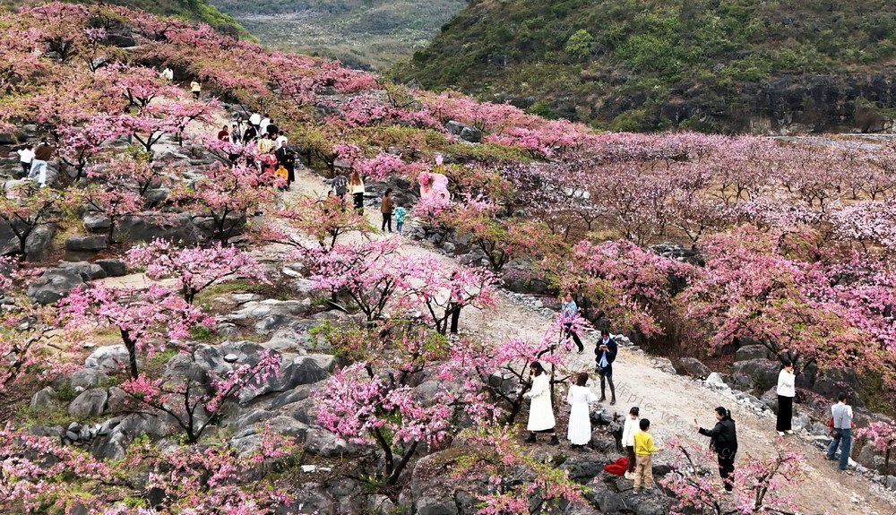  山崖十里桃花  带火乡村旅游