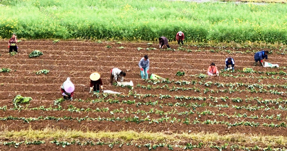 订单红薯栽种忙
