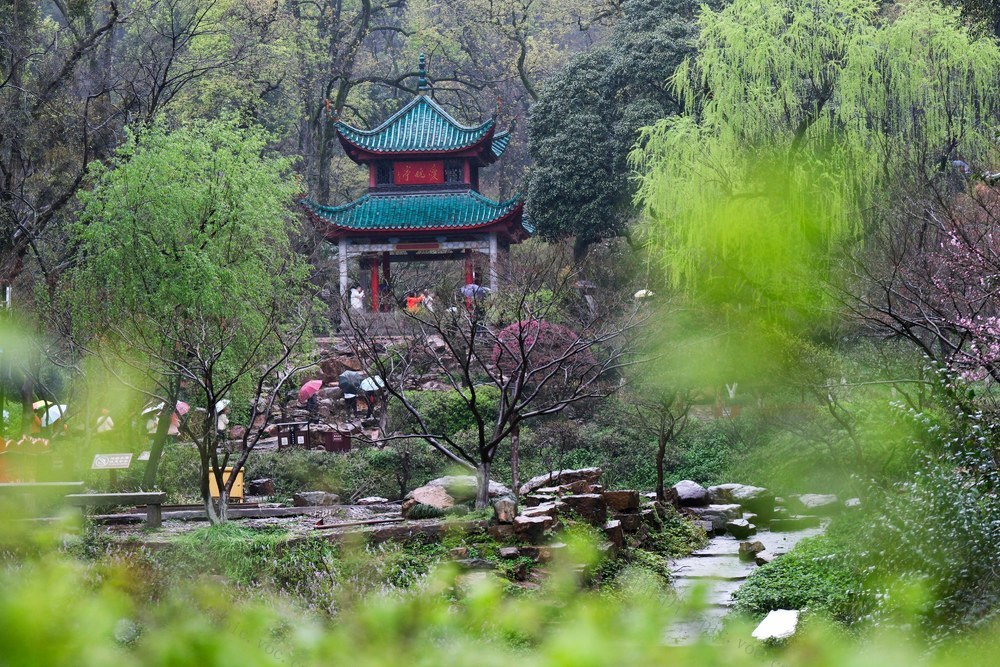 雨中游览爱晚亭