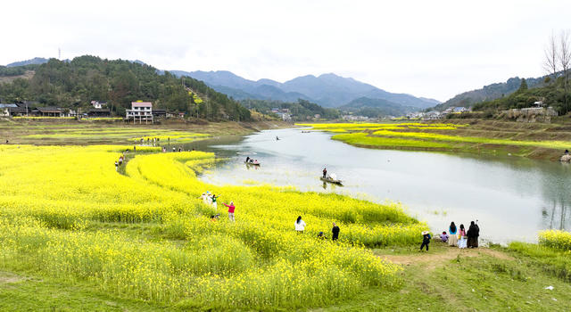 库区 春天 油菜花 生态