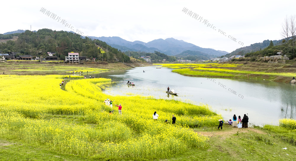 库区 春天 油菜花 生态