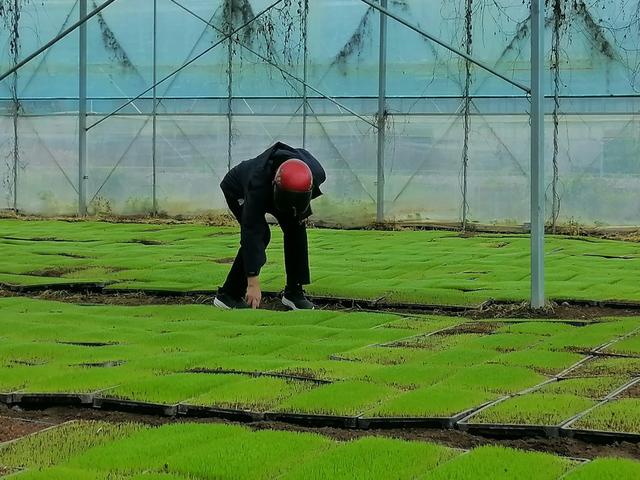 资兴市
春耕生产
育秧