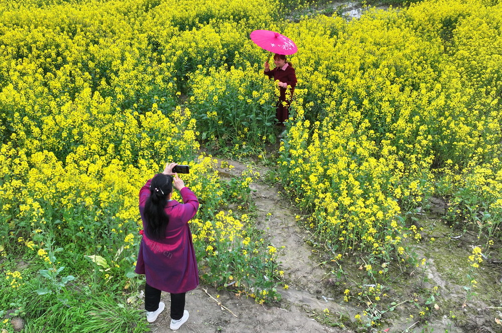 桃江囗万亩囗油菜花囗绽放