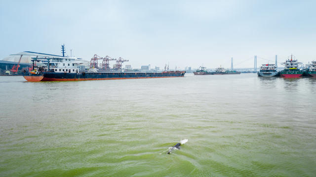 岳阳 洞庭湖 江豚 岳阳三江口 岳阳生态 